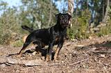JAGDTERRIER ALLEMAND 046